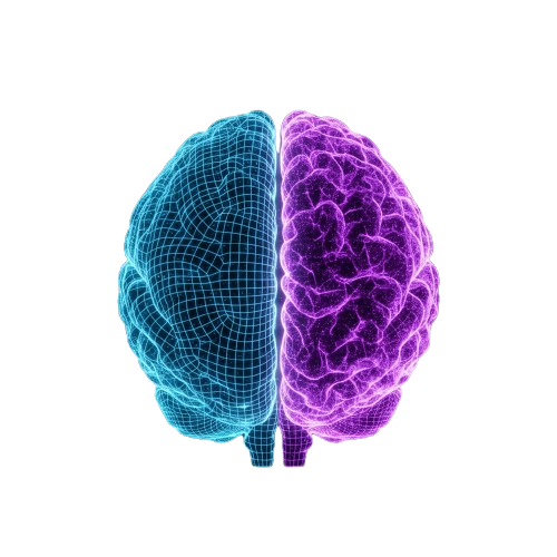 Left & Right Hemisphere